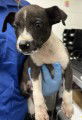 adoptable Dog in  named JOEY