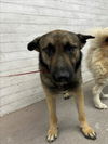 adoptable Dog in  named JAKE