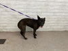 adoptable Dog in  named JACKIE