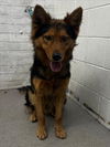 adoptable Dog in  named FRED