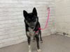 adoptable Dog in  named LESLIE