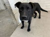 adoptable Dog in  named LADY