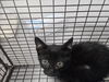 adoptable Cat in  named MEL