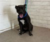 adoptable Dog in  named PENNIE