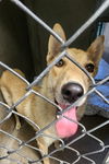adoptable Dog in  named SHERRY