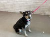 adoptable Dog in  named LEXI