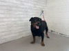 adoptable Dog in  named PIPPA