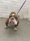 adoptable Dog in  named SHADOW