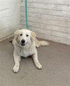 adoptable Dog in  named SADIE