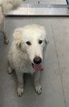 adoptable Dog in  named SAGE