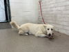 adoptable Dog in  named SALLY