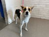 adoptable Dog in  named SAMMY