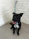 adoptable Dog in  named SAWYER