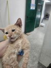 adoptable Cat in  named OAKLEY