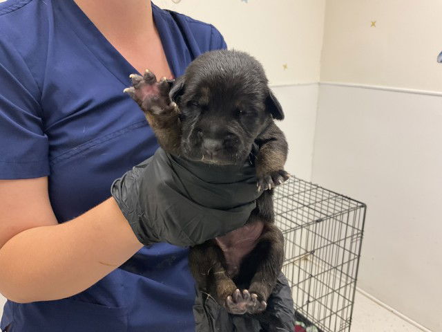 adoptable Dog in San Bernardino, CA named PADME