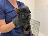 adoptable Dog in  named PADME
