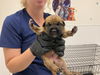 adoptable Dog in  named CHEWIE
