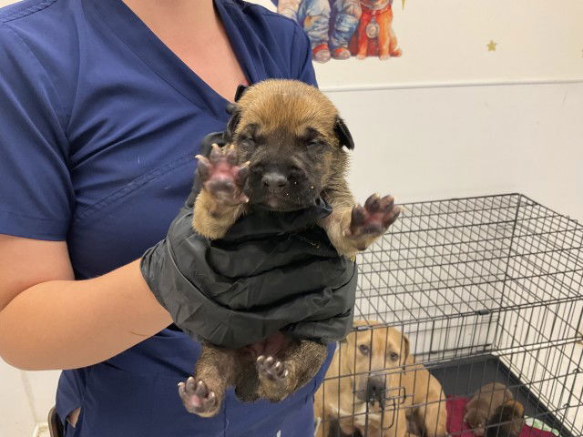 adoptable Dog in San Bernardino, CA named REY