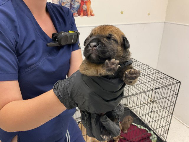 adoptable Dog in San Bernardino, CA named QUI-GON