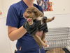 adoptable Dog in  named LANDO