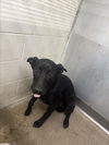 adoptable Dog in  named DOT