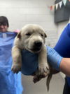 adoptable Dog in san bernardino, CA named A581442