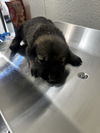 adoptable Dog in san bernardino, CA named A581444