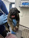 adoptable Dog in san bernardino, CA named A581445