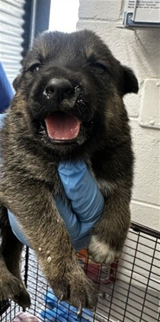 adoptable Dog in San Bernardino, CA named A581445