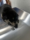 adoptable Dog in san bernardino, CA named A581447