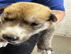 adoptable Dog in san bernardino, CA named A581448