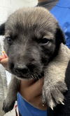 adoptable Dog in san bernardino, CA named A581449