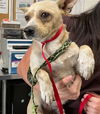adoptable Dog in  named BUD