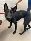 adoptable Dog in  named FIONA