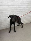adoptable Dog in  named NEGRITA