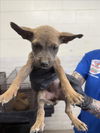 adoptable Dog in  named PETUNIA