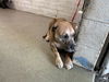 adoptable Dog in  named WYATT