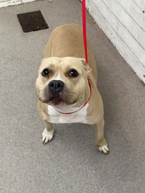 adoptable Dog in San Bernardino, CA named NELLY