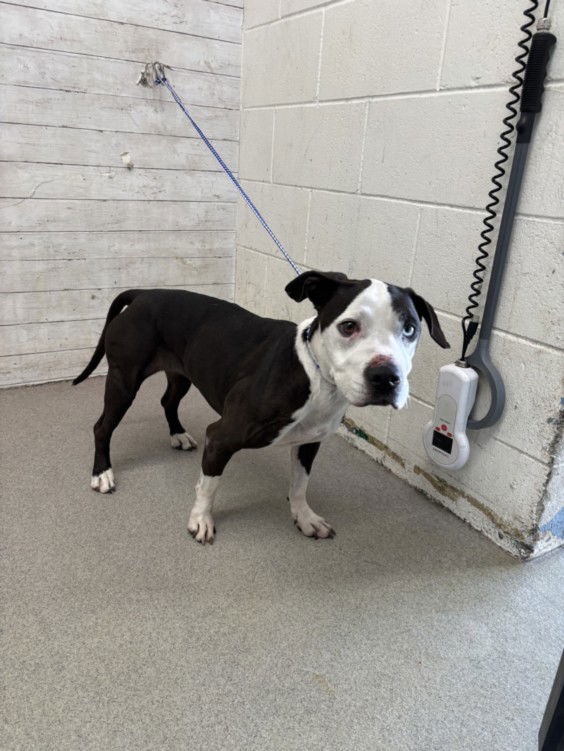 adoptable Dog in San Bernardino, CA named ROSIE