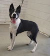 adoptable Dog in  named KLINE