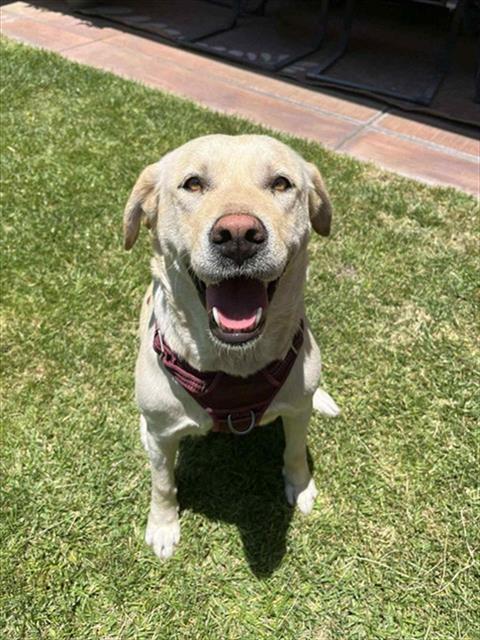 adoptable Dog in San Bernardino, CA named NAGA