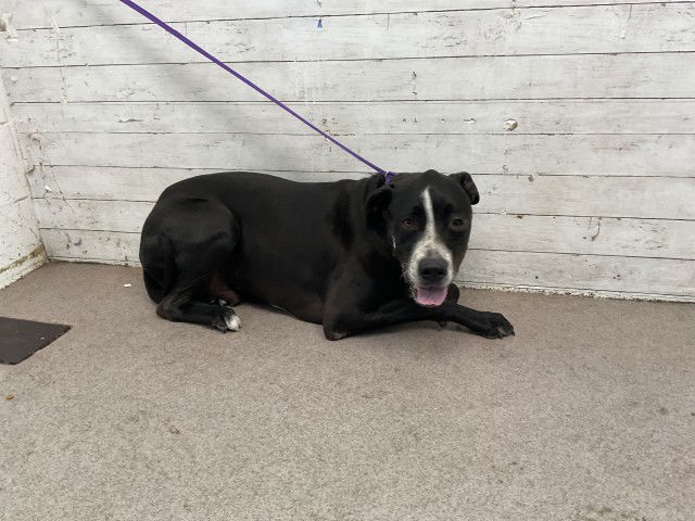 adoptable Dog in San Bernardino, CA named DUTTON