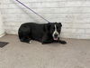 adoptable Dog in  named DUTTON