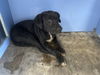 adoptable Dog in  named LIAM