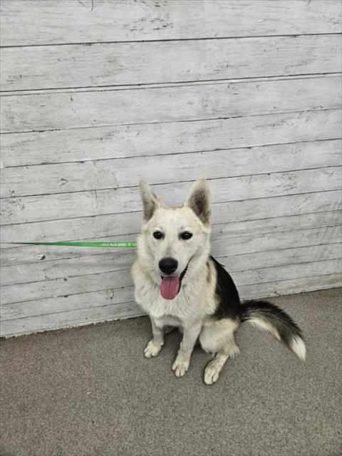 adoptable Dog in San Bernardino, CA named JUNO