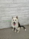 adoptable Dog in  named JUNO
