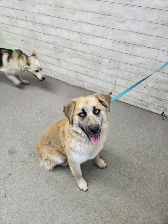 adoptable Dog in San Bernardino, CA named ATHENA