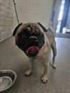 adoptable Dog in  named GEORGIE
