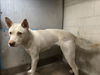 adoptable Dog in  named PETUNIA