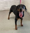 adoptable Dog in  named DAISY